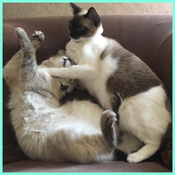 Meet your Posher, Juju - Picture 4 of 8